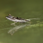 17.005 - Ypsolopha scabrella
